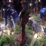 Seorang Ibu Lansia di Sidrap Tewas Ditelan Ular Piton IMG-20250406-WA0083