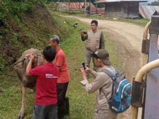 Kegiatan Vaksinasi penyakit mulut dan kuku (PMK) serta rabies di Kecamatan Makale Utara dan Simbuang. Foto: Istimewa