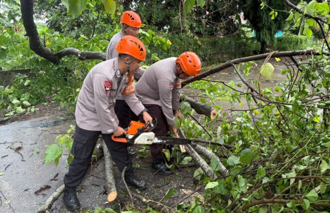 
					Tim SAR Brimob Polda Sulsel Batalyon B Pelopor evakuasi pohon tumbang di Jalan Trans Sulawesi poros Barru - Makassar, Jumat (19/12/2025). Foto: Istimewa