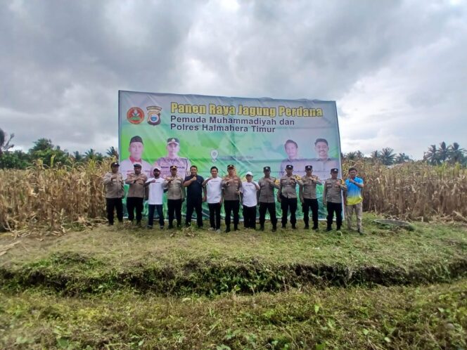 
					Pemuda Muhammadiyah dan Polres Haltim Panen Jagung Perdana, Dukung Ketahanan Pangan Daerah