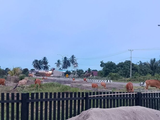 
					Banyak Hewan Ternak Lepas Berkeliaran Dimana Mana Satpol PP Lemah Dalam Menindak Tegas Terkait Penertiban Hewan Ternak