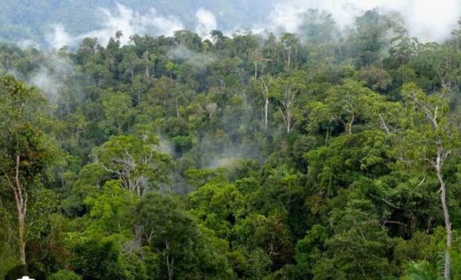 
					Satu Keluarga di Dusun Lakoda Kecamatan Maba Selatan Nyaris Menjadi Korban Penyerangan OTK