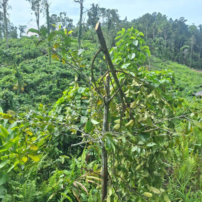 
					Aksi Pengrusakan Lahan Pertanian di Dusun Lakoda Oleh OTK,Insiden Ini Memicu Kecemasan Mendalalam di Kalangan Warga Yang Gantungkan Hidup Dari Sektor Perkebunan
