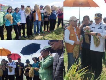 Panen Padi Perdana hasil penelitian dan pengembangan yang dilaksanakan oleh Universitas Kristen Indonesia Toraja (UKI Toraja) di Barana’. Foto: Istimewa