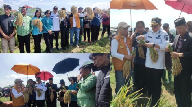 
					Panen Padi Perdana hasil penelitian dan pengembangan yang dilaksanakan oleh Universitas Kristen Indonesia Toraja (UKI Toraja) di Barana’. Foto: Istimewa
