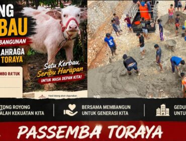 Kerbau Bonga Sambo Ra’tuk, berkelamin jantan dan berumur 8 bulan yang dilelang untuk Pembangunan Gedung Olahraga Passemba Toraya di Tana Toraja. Foto: Istimewa