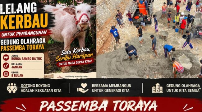 Kerbau Bonga Sambo Ra’tuk, berkelamin jantan dan berumur 8 bulan yang dilelang untuk Pembangunan Gedung Olahraga Passemba Toraya di Tana Toraja. Foto: Istimewa