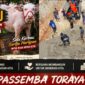 Kerbau Bonga Sambo Ra’tuk, berkelamin jantan dan berumur 8 bulan yang dilelang untuk Pembangunan Gedung Olahraga Passemba Toraya di Tana Toraja. Foto: Istimewa