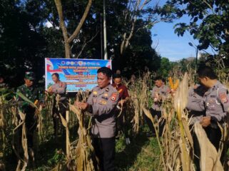 Panen Raya Jagung Kuartal II Tahun 2026 di Kecamatan Sopai, Toraja Utara. Foto: Istimewa