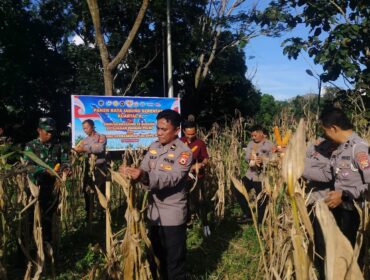 Panen Raya Jagung Kuartal II Tahun 2026 di Kecamatan Sopai, Toraja Utara. Foto: Istimewa