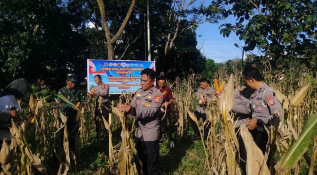 Panen Raya Jagung Kuartal II Tahun 2026 di Kecamatan Sopai, Toraja Utara. Foto: Istimewa