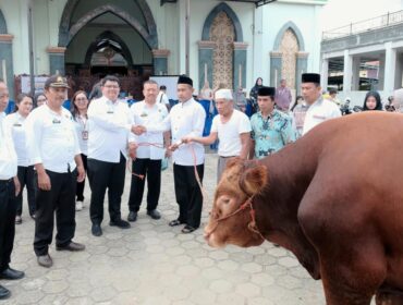 Pemda Toraja Utara salurkan Sapi Kurban Bantuan Kemasyarakatan Presiden Prabowo, Selasa (26/5/2026). Foto: Istimewa