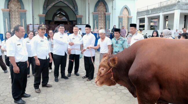 Pemda Toraja Utara salurkan Sapi Kurban Bantuan Kemasyarakatan Presiden Prabowo, Selasa (26/5/2026). Foto: Istimewa