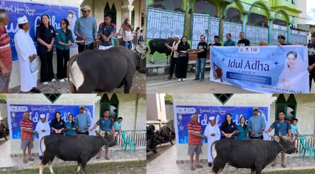 Anggota DPR RI Fraksi Partai NasDem, Eva Stevany Rataba menyerahkan bantuan hewan kurban di Toraja, Rabu (27/5/2026). Foto: Istimewa