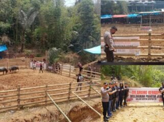 Polres Toraja Utara menerjunkan personel melakukan pengamanan dan pengawasan di lokasi tradisi Ma'pasilaga Tedong. Foto: Istimewa