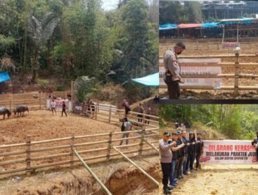 Polres Toraja Utara menerjunkan personel melakukan pengamanan dan pengawasan di lokasi tradisi Ma'pasilaga Tedong. Foto: Istimewa