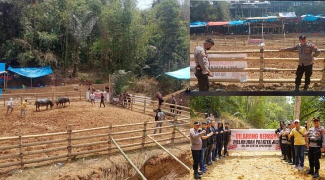 Polres Toraja Utara menerjunkan personel melakukan pengamanan dan pengawasan di lokasi tradisi Ma'pasilaga Tedong. Foto: Istimewa