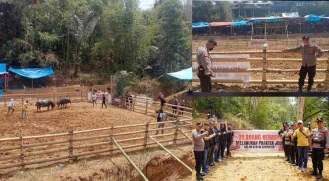 
					Polres Toraja Utara menerjunkan personel melakukan pengamanan dan pengawasan di lokasi tradisi Ma'pasilaga Tedong. Foto: Istimewa