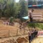 Polres Toraja Utara menerjunkan personel melakukan pengamanan dan pengawasan di lokasi tradisi Ma'pasilaga Tedong. Foto: Istimewa
